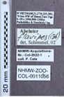 Etiketten zu Abelater flavipes (NHMW-ZOO-COL-0011056)